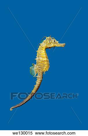 Short-snouted Seahorse (Hippocampus hippocampus), Black Sea, Crimea, Russia. View Large Photo Image Stock Photography - Short-snouted Seahorse (Hippocampus hippocampus), Black Sea, Crimea, Russia.. Fotosearch
