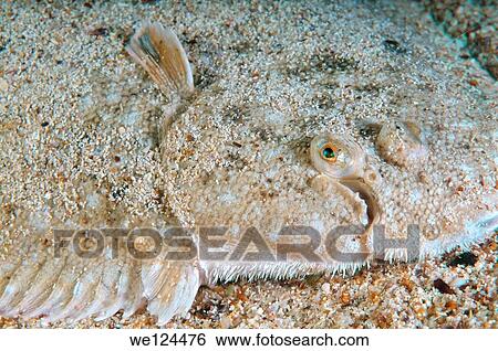 Snouted sole (Solea lascaris nasuta, Solea nasuta) Black Sea, Crimea, Ukraine, Eastern Europe. View Large Photo Image Stock Photograph - Snouted sole (Solea lascaris nasuta, Solea nasuta) Black Sea, Crimea, Ukraine, Eastern Europe.. Fotosearch