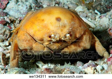 Stock Image - Sponge Carry Crab (Lauridromia dehaani) Shrimp, Bohol Sea, Philippines, Southeast Asia.. Fotosearch