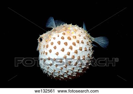 Spotted Porcupinefish, Spot-fin Porcupinefish or simply Porcupinefish (Diodon hystrix) in night diving. Red Sea, Egypt, Africa. View Large Photo Image Stock Image - Spotted Porcupinefish, Spot-fin Porcupinefish or simply Porcupinefish (Diodon hystrix) in night diving. Red Sea, Egypt, Africa.. Fotosearch