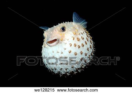 Spotted Porcupinefish, Spot-fin Porcupinefish or simply Porcupinefish (Diodon hystrix) in night diving. Red Sea, Egypt, Africa. View Large Photo Image Stock Photography - Spotted Porcupinefish, Spot-fin Porcupinefish or simply Porcupinefish (Diodon hystrix) in night diving. Red Sea, Egypt, Africa.. Fotosearch
