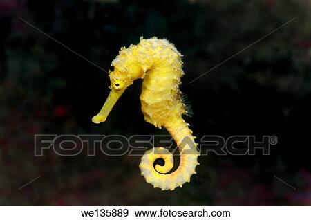 Stock Photo - Spotted seahorse (Hippocampus Kuda) Bohol Sea, Cebu, Philippines, Southeast Asia.. Fotosearch