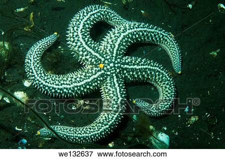 starphish (Distolasterias nippon) Sea of Japan, Rudnaya Pristan, Far East, Primorsky Krai, Russia. View Large Photo Image Stock Photo - starphish (Distolasterias nippon) Sea of Japan, Rudnaya Pristan, Far East, Primorsky Krai, Russia.. Fotosearch