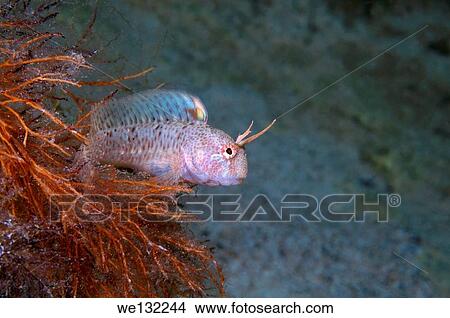 Tentacled blenny (Parablennius tentacularis) Black Sea, Crimea, Ukraine, Eastern Europe. View Large Photo Image Picture - Tentacled blenny (Parablennius tentacularis) Black Sea, Crimea, Ukraine, Eastern Europe.. Fotosearch