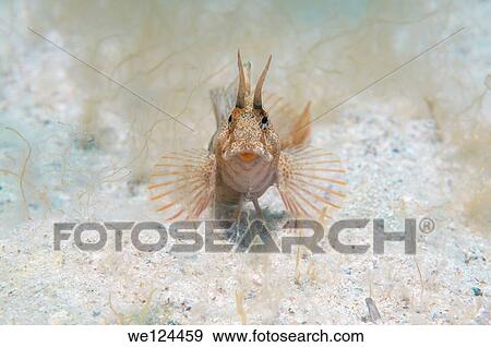 Stock Photo - Tentacled blenny (Parablennius tentacularis) Black Sea, Crimea, Ukraine, Eastern Europe.. Fotosearch