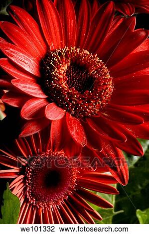 Two red daisy's close up fill the frame. View Large Photo Image Stock Image - Two red daisy's close up fill the frame.. Fotosearch