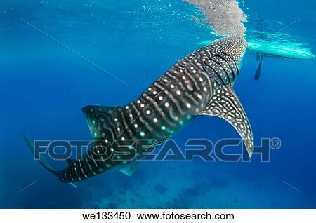Whale shark (Rhincodon typus) Bohol Sea, Oslob, Cebu, Philippines, Southeast Asia. View Large Photo Image Stock Image - Whale shark (Rhincodon typus) Bohol Sea, Oslob, Cebu, Philippines, Southeast Asia.. Fotosearch