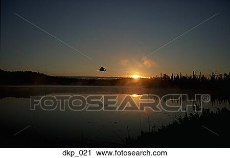 A bird flying over a lake at sunset View Large Photo Image Stock Image - A bird flying over a lake at sunset. Fotosearch