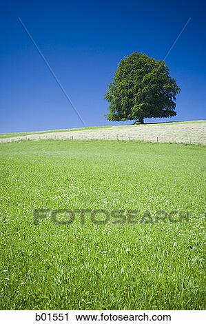 A single tree in a landscape View Large Photo Image Stock Image - A single tree in a landscape. Fotosearch