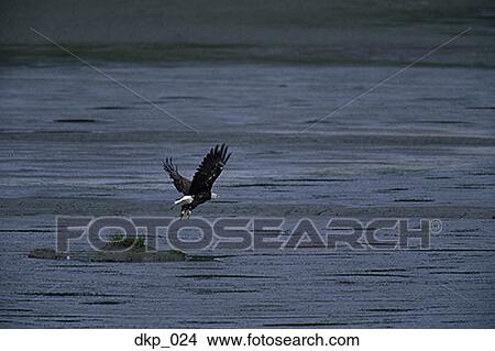 Bald eagle flying over water View Large Photo Image Picture - Bald eagle flying over water. Fotosearch