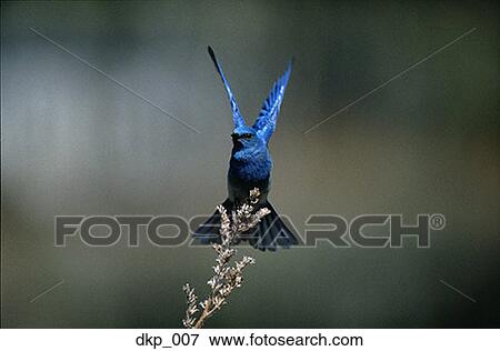 Bird perching on the end of a branch View Large Photo Image Stock Photo - Bird perching on the end of a branch. Fotosearch