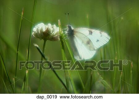 Stock Photo - Butterfly on a flower. Fotosearch