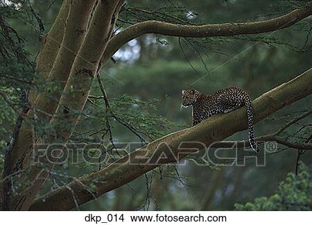 Cheetah sitting on a tree branch View Large Photo Image Picture - Cheetah sitting on a tree branch. Fotosearch