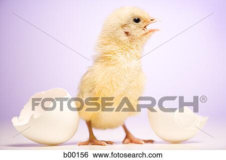 Close-up of a baby chick beside broken white eggshell View Large Photo Image Stock Photograph - Close-up of a baby chick beside broken white eggshell. Fotosearch