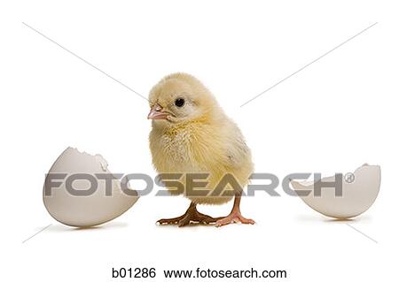 Close-up of a baby chicken with a broken egg View Large Photo Image Stock Photograph - Close-up of a baby chicken with a broken egg. Fotosearch