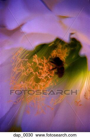 Stock Image - Close-up of a bee on a flower. Fotosearch