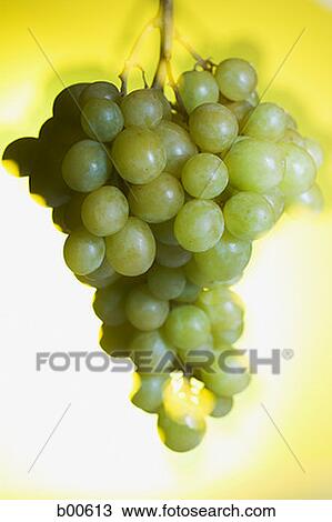 Close-up of a bunch of grapes (Citrus paradisi) View Large Photo Image Stock Image - Close-up of a bunch of grapes (Citrus paradisi). Fotosearch