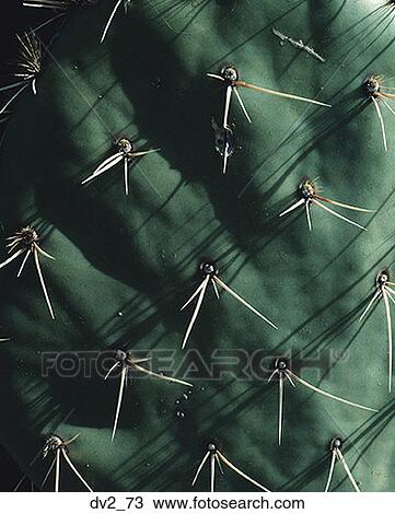 Close-up of a cactus View Large Photo Image Stock Image - Close-up of a cactus. Fotosearch