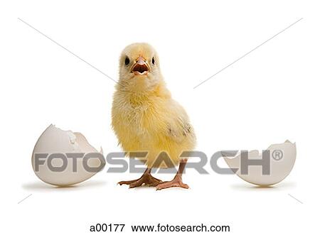 Close-up of a chick standing away from broken eggshell View Large Photo Image Stock Photo - Close-up of a chick standing away from broken eggshell. Fotosearch