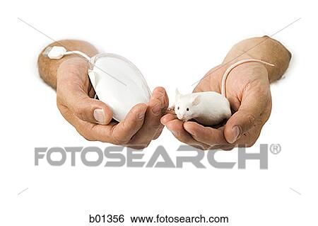 Close-up of a computer mouse and a live mouse in a man's hands View Large Photo Image Stock Photograph - Close-up of a computer mouse and a live mouse in a man's hands. Fotosearch