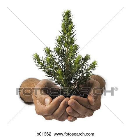 Close-up of a coniferous plant in a man's hand View Large Photo Image Stock Image - Close-up of a coniferous plant in a man's hand. Fotosearch