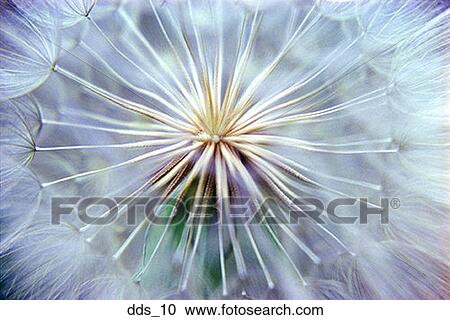 Stock Image - Close-up of a dandelion. Fotosearch