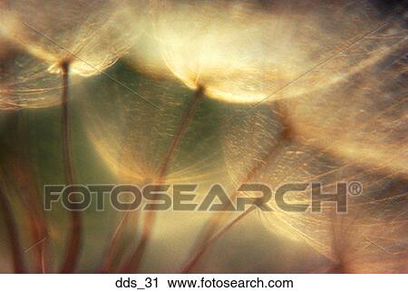 Stock Image - Close-up of a dandelion. Fotosearch