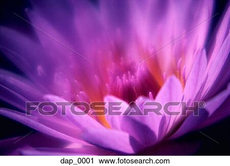 Stock Image - Close-up of a flower. Fotosearch