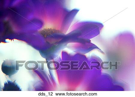 Stock Image - Close-up of a flower. Fotosearch