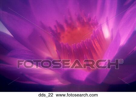 Stock Image - Close-up of a flower. Fotosearch