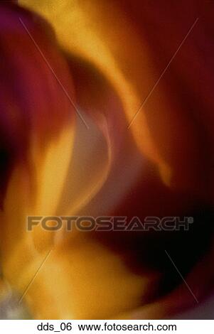 Stock Photograph - Close-up of a flower. Fotosearch