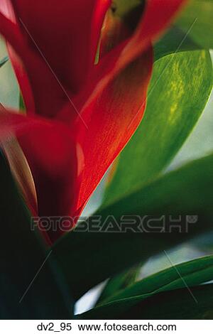 Stock Photography - Close-up of a flower. Fotosearch