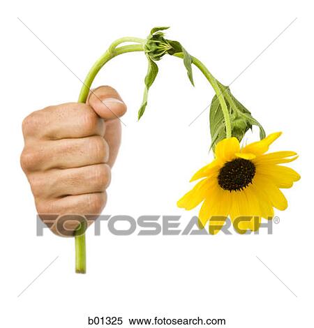 Close-up of a hand holding a dead flower View Large Photo Image Stock Photography - Close-up of a hand holding a dead flower. Fotosearch
