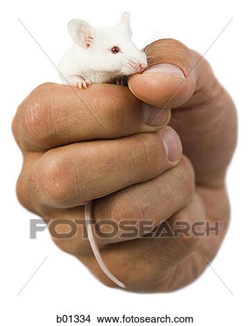Close-up of a hand holding a white mouse View Large Photo Image Picture - Close-up of a hand holding a white mouse. Fotosearch