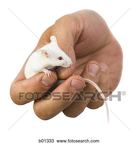 holding a mouse in closed hands holding a mouse in closed hands