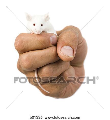 Close-up of a hand holding a white mouse View Large Photo Image Stock Photography - Close-up of a hand holding a white mouse. Fotosearch