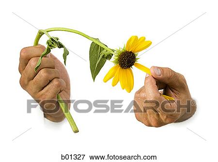 Close-up of a hand pulling the petals off of a flower View Large Photo Image Stock Photo - Close-up of a hand pulling the petals off of a flower. Fotosearch