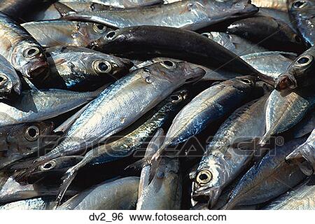 Close-up of a heap of fishes View Large Photo Image Stock Photograph - Close-up of a heap of fishes. Fotosearch