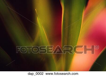 Close-up of a leaf View Large Photo Image Stock Image - Close-up of a leaf. Fotosearch