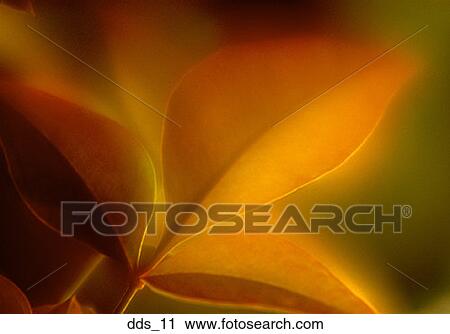 Close-up of a leaf View Large Photo Image Stock Image - Close-up of a leaf. Fotosearch