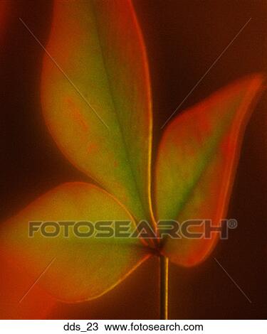 Close-up of a leaf View Large Photo Image Stock Image - Close-up of a leaf. Fotosearch