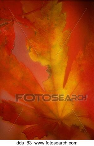 Stock Image - Close-up of a maple leaf. Fotosearch