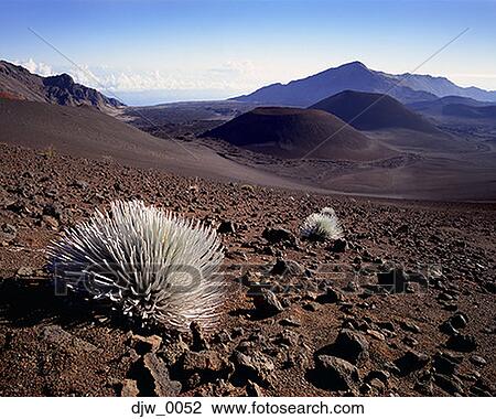 Stock Image - Close-up of a needle bush in a desert. Fotosearch