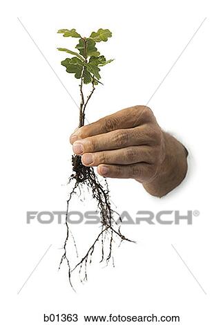 Close-up of a person's hand holding a plant View Large Photo Image Stock Image - Close-up of a person's hand holding a plant. Fotosearch