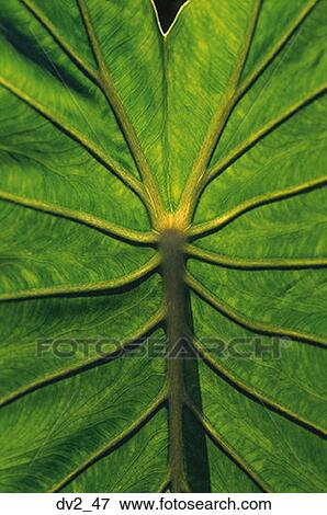 Close-up of a philodendron leaf View Large Photo Image Stock Photo - Close-up of a philodendron leaf. Fotosearch