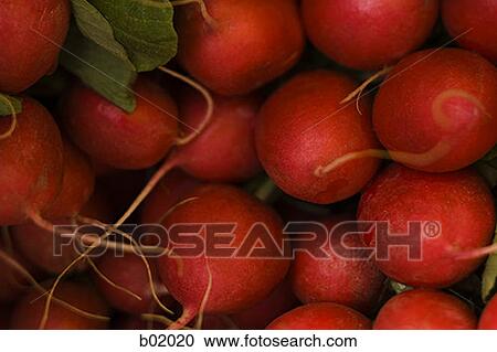 Close-up of a pile of radishes View Large Photo Image Stock Image - Close-up of a pile of radishes. Fotosearch