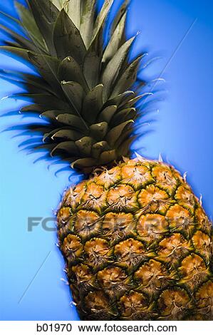 Close-up of a pineapple View Large Photo Image Stock Image - Close-up of a pineapple. Fotosearch