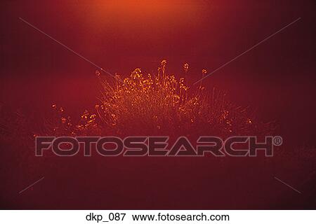 Stock Photo - Close-up of a plant at dusk. Fotosearch