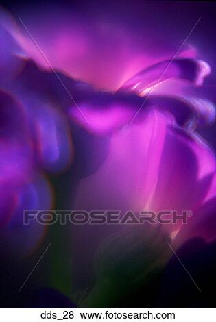 Close-up of a purple flower View Large Photo Image Stock Photo - Close-up of a purple flower. Fotosearch
