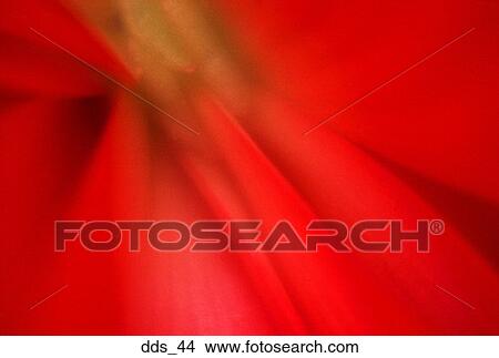 Close-up of a red flower View Large Photo Image Picture - Close-up of a red flower. Fotosearch